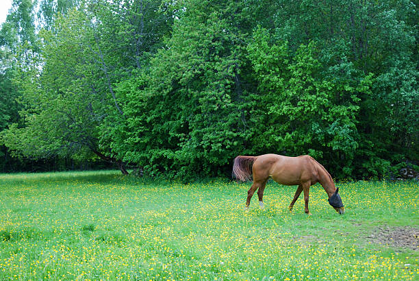 istock Grazing horse with covered face 613791094