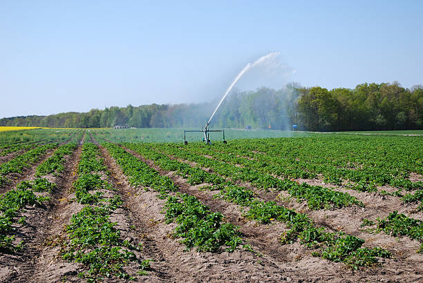 Irrigating strawberry plants stock photo