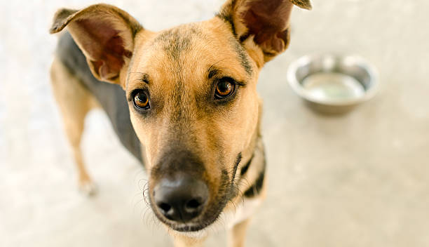 istock Hungry Dog Bowl 613791650