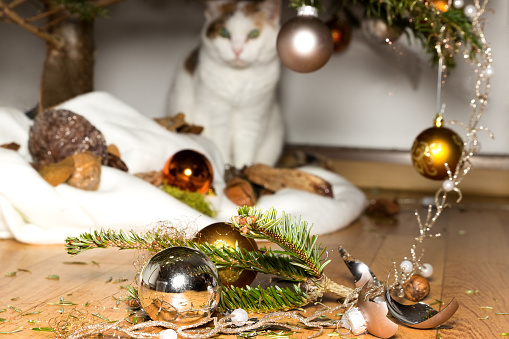 A cat looks innocent at broken christmas decoration