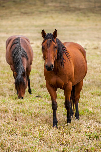istock Horse stands in pasture. 613794728