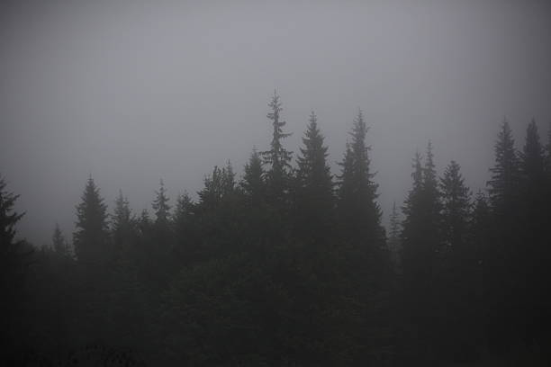 istock Mist covering the pine trees of a mountain 613795412