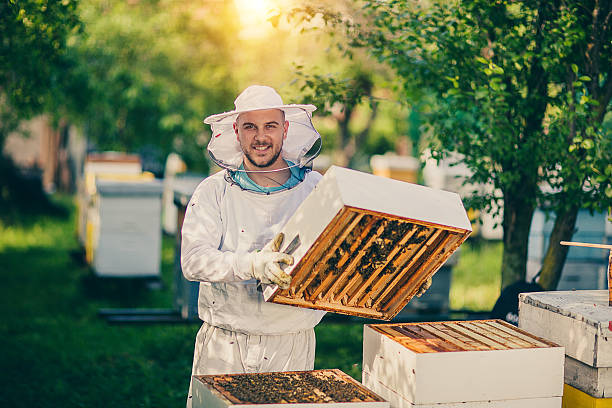 überprüfung der bienenstöcke - apiculture stock-fotos und bilder