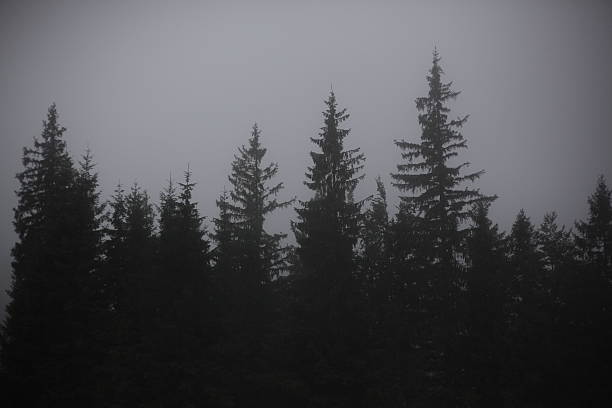 istock Mist covering the pine trees of a mountain 613860504
