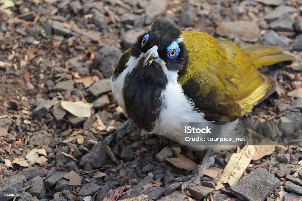 Der Blick des Blauohr-Honigfressers - Lizenzfrei Australien Stock-Foto