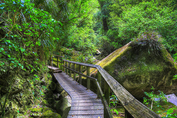 Bridge over Wairere Stream on Track to Wairere Falls. Bridge over Wairere Stream on Track to Wairere Falls. Matamata, New Zealand matamata new zealand stock pictures, royalty-free photos & images