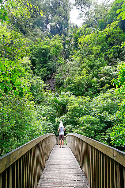 Bridge over Wairere Stream on Track to Wairere Falls. Bridge over Wairere Stream on Track to Wairere Falls. Father with little daughter on his shoulders crossing the bridge. Matamata, New Zealand matamata new zealand stock pictures, royalty-free photos & images