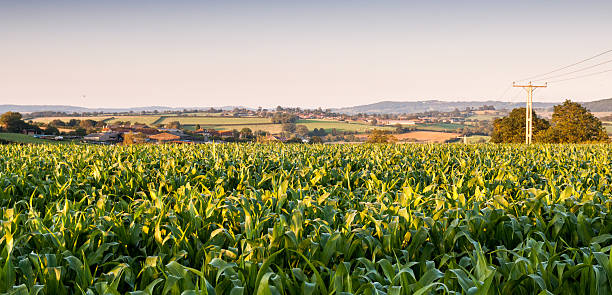 Maize field A field of Maize in the agricultural Blackmore Vale district of north Dorset. blackmore vale stock pictures, royalty-free photos & images