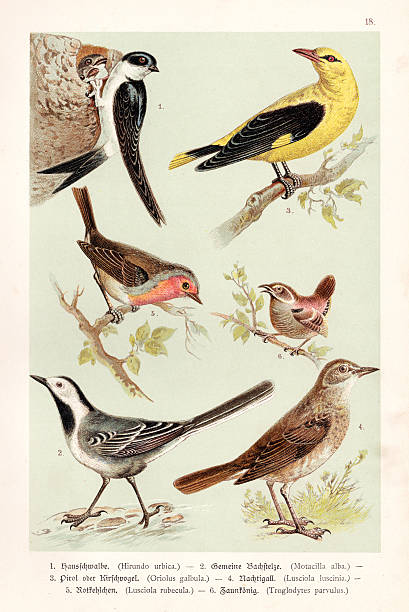 vogel-illustration 1888 - rotkehlchen stock-grafiken, -clipart, -cartoons und -symbole