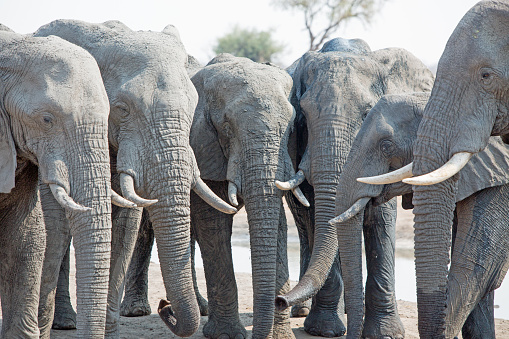6 elephants with their heads down in  a straight line drinking