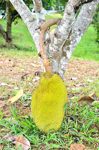 jackfruits - jack fruit photos et images de collection