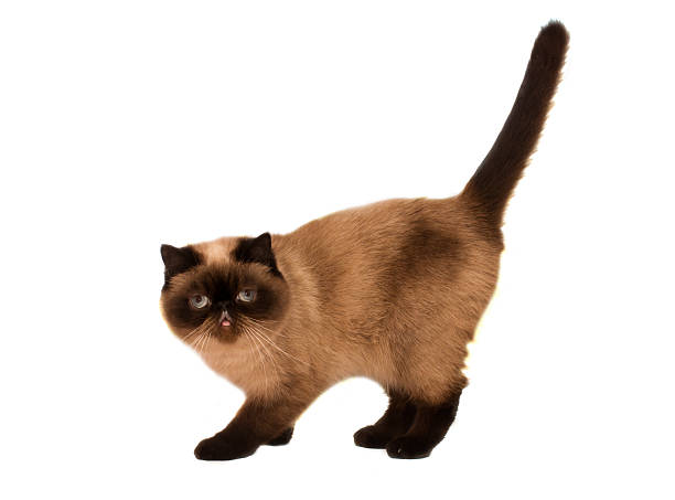 istock Exotic Shorthair Cat isolated on white 613865356