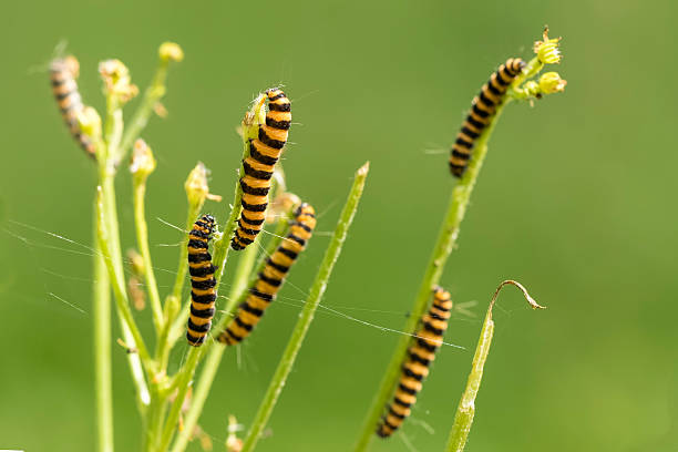 istock Yellow and black striped Cinnabar caterpillars feeding 613865662