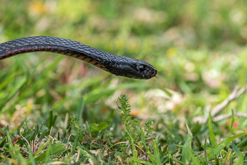 Red Bellied Black snake (Pseudechis Porphyriacus) close up of the snake's head