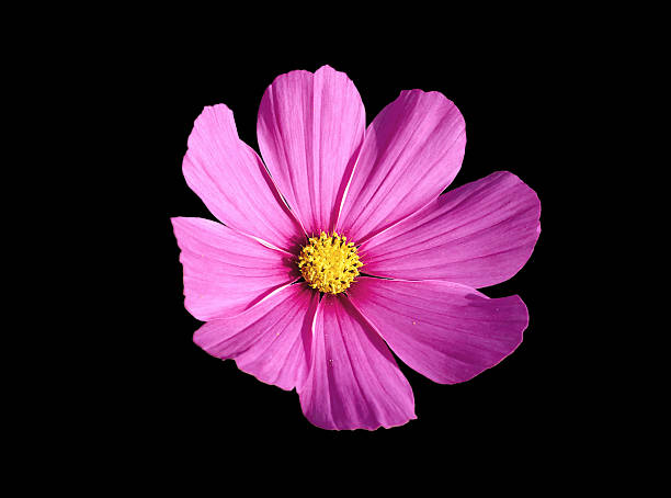 istock Dark pink flower Cosmos macro isolation on black 613865714