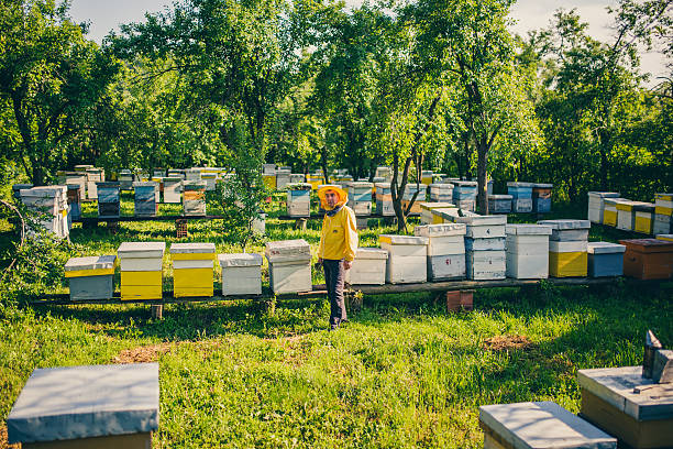 Bee hives in the field