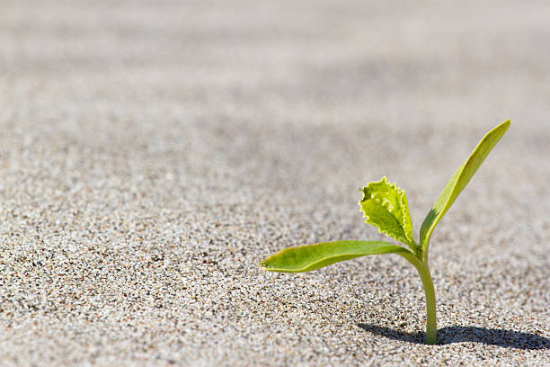 istock Plant sprouting in the desert Sahara. Seedling sand 613866462