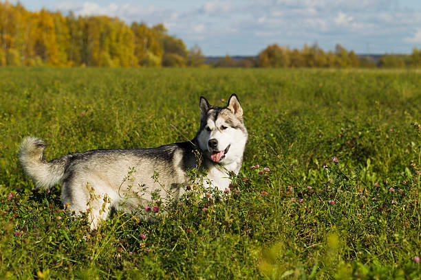 istock Sled dog breed Malamute 613867442
