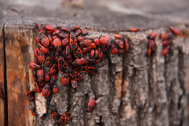 Pyrrhocoris apterus or Bedbugs-soldiers on a tree, red-black beetles.