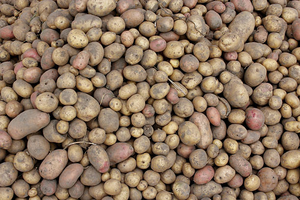 istock crop of potatoes 613867584