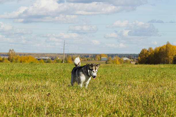 istock Sled dog breed Malamute 613868070