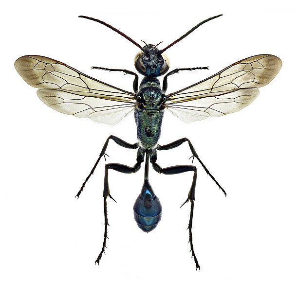 400+ Sphecidae Photos Stock Photos, Pictures & RoyaltyFree Images iStock