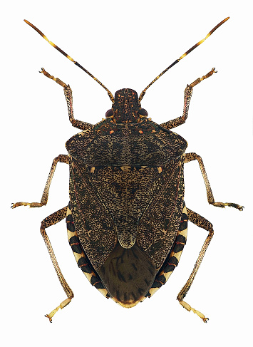 Brown marmorated stink bug Halyomorpha halys, a pest species invading Europe from Asia