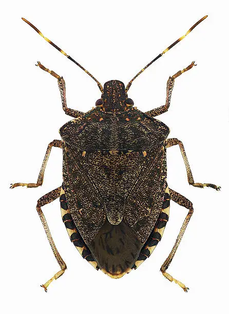 Brown marmorated stink bug Halyomorpha halys, a pest species invading Europe from Asia