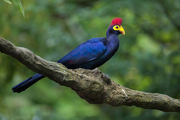 Lady Ross's turaco (Musophaga rossae) Lady Ross's turaco (Musophaga rossae), also known as the Ross's turaco. Wildlife animal. cameroon photos stock pictures, royalty-free photos & images