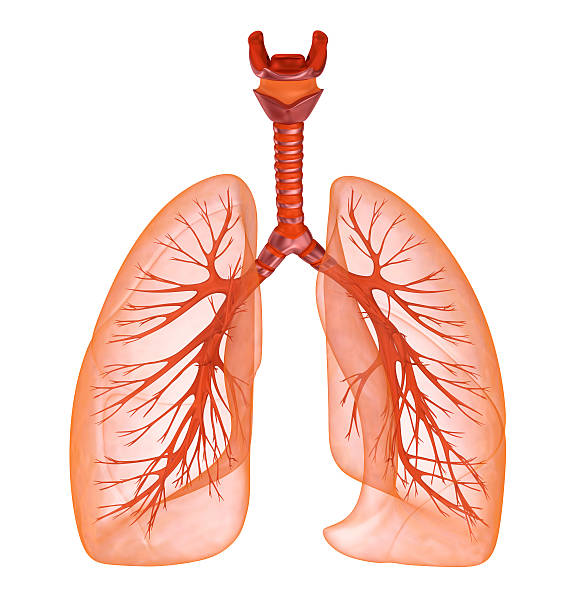 istock Human lungs and trachea. Medically accurate 3D illustration 613870712