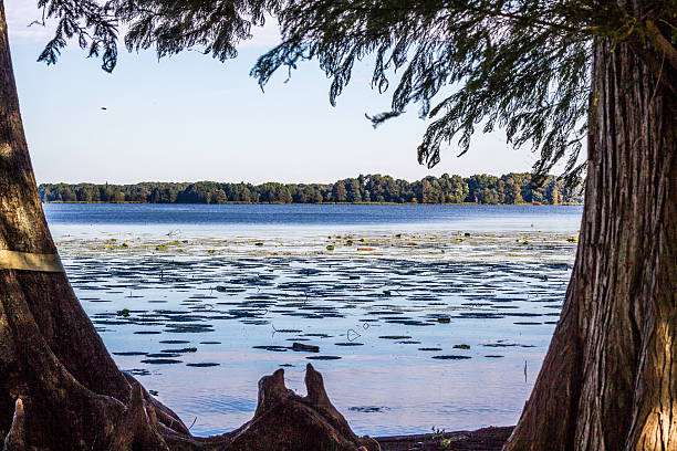 Reelfoot Lake in Samburg Tennessee View of Reelfoot lake from Samburg Tennessee, water lily and Cypress reelfoot lake stock pictures, royalty-free photos & images