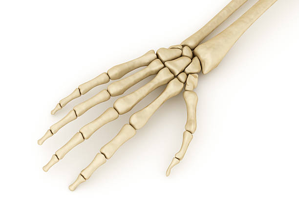 Digital medical illustration: Human hand with bones, muscles and ligaments. Also available in X-ray view.