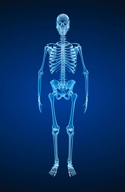 istock Human skeleton, xray view. Medically accurate 3d illustration . 613870878
