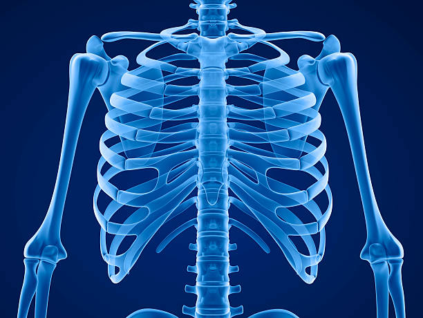 menschliches skelett: brustbrust. frontansicht. - brustkorb stock-fotos und bilder