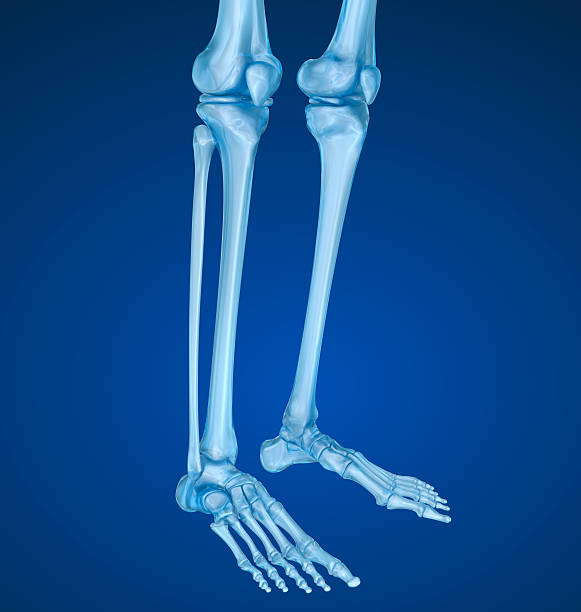istock Knee anatomy. Xray view. Medically accurate 3D illustration 613870998