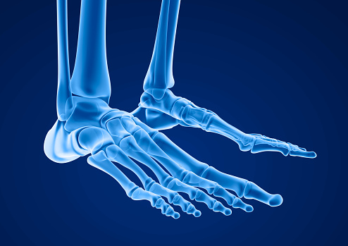 Esqueleto humano: pie esquelético. Ilustración 3D médicamente precisa photo