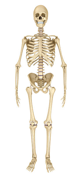 인간의 골격 고립, 의학적으로 정확한 3d 일러스트. - sternum 뉴스 사진 이미지