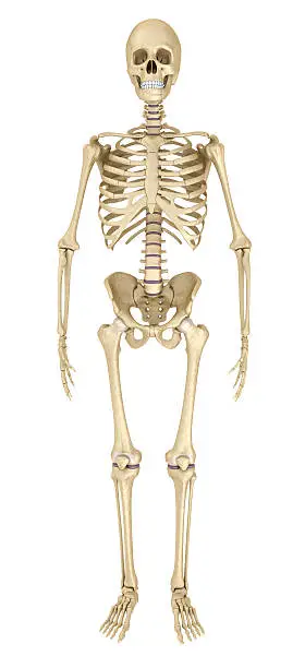 Photo of Human skeleton isolated , Medically accurate 3d illustration .