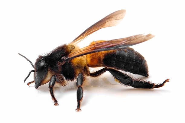 istock Close Up of bee 613873320
