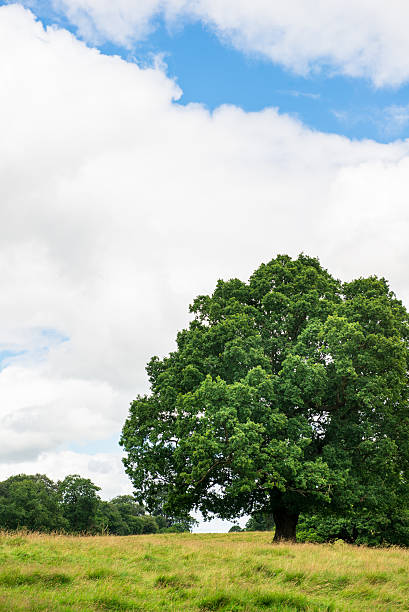 istock Green Landscape in the Park 613873440