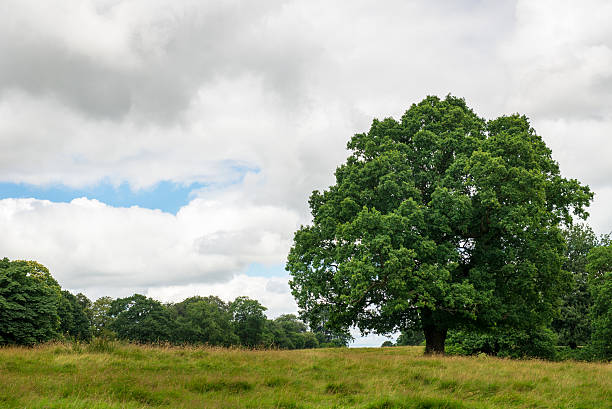 istock Green Landscape in the Park 613873494
