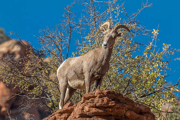 istock Desert Bighorn Ewe 613873572