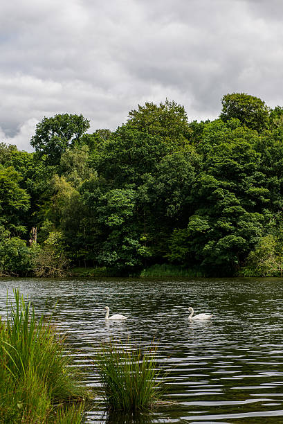 istock Green Landscape in the Park 613873796
