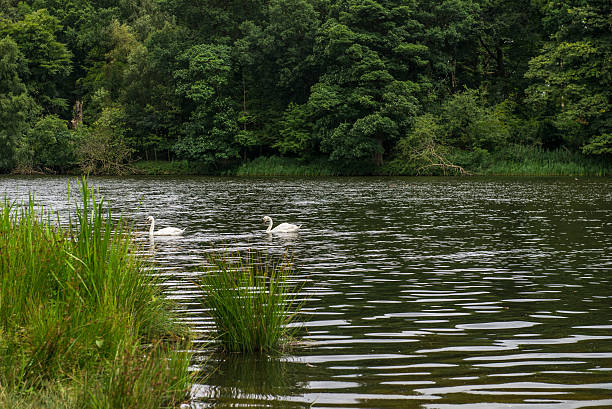 istock Green Landscape in the Park 613873826