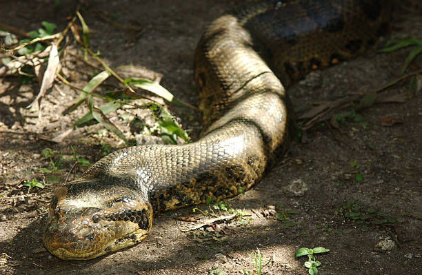 istock Anaconda crawling on the ground, Pantanal, Brazil 613874068