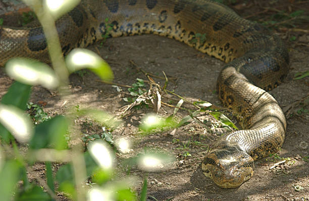 istock Anaconda crawling on the ground, Pantanal, Brazil 613874182