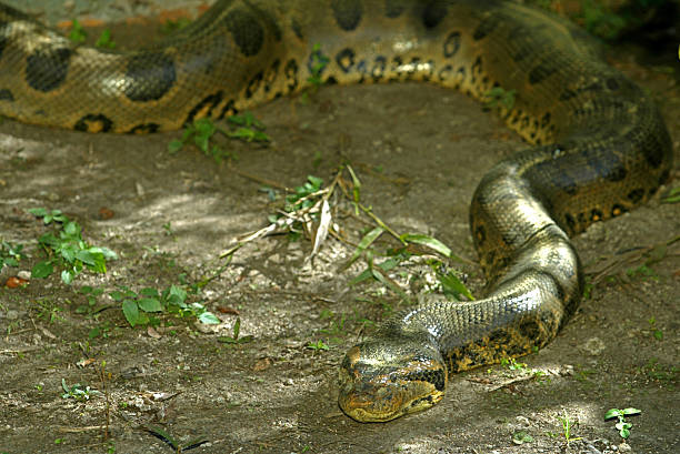 istock Anaconda crawling on the ground, Pantanal, Brazil 613874454