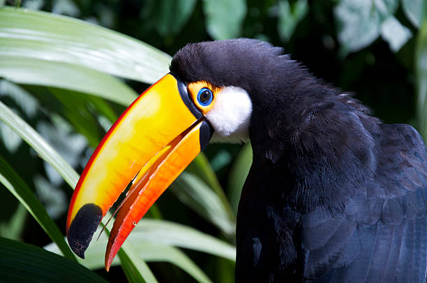 istock Toucan Looking for Food 613874468