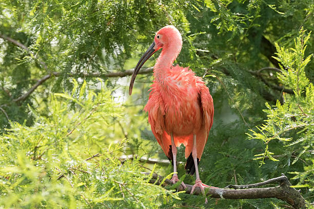 istock Scarlet Ibis Eudocimus ruber closeup 613874696