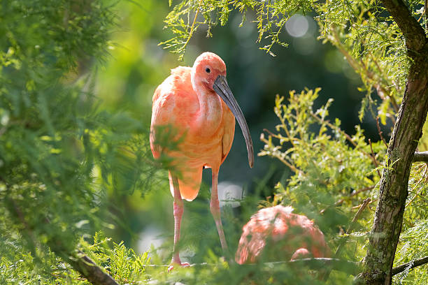 istock Scarlet Ibis Eudocimus ruber closeup 613874740